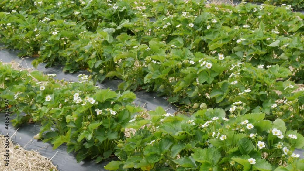 Huge strawberry field in spring with young green shoots and strawberry flowers covered with straw around. Smooth and long rows of strawberry bushes Huge strawberry field in spring with young green shoots and strawberry flowers covered with straw around. Smooth and long rows of strawberry bushes
