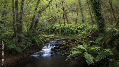 Fototapeta Naklejka Na Ścianę i Meble -  River Across a Rainforest in Galicia, Spain