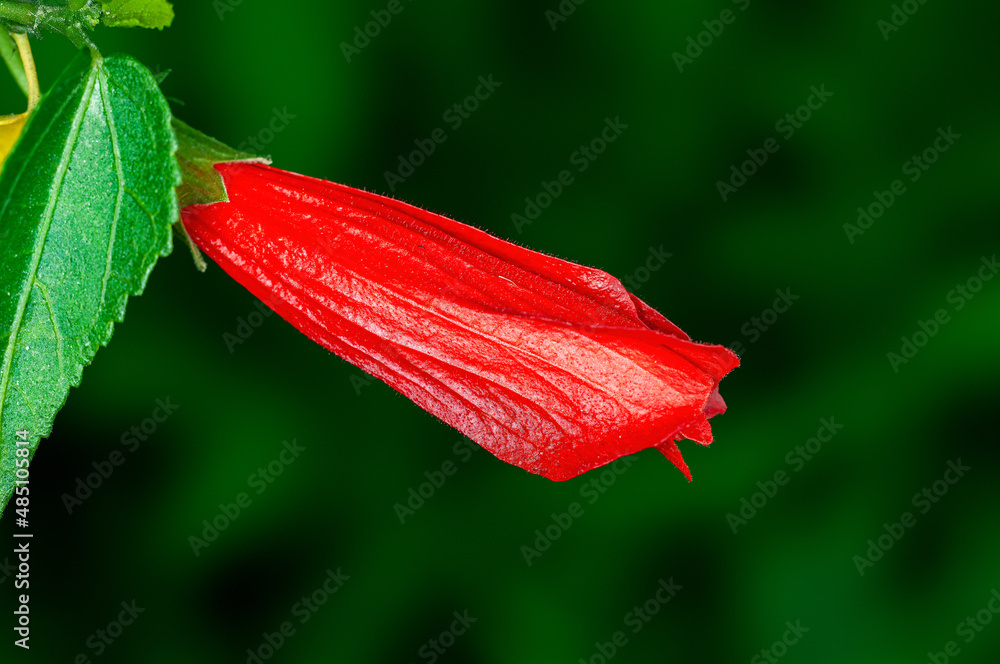 Hibiscus bud with leaves in green Hibiscus bud with leaves in green