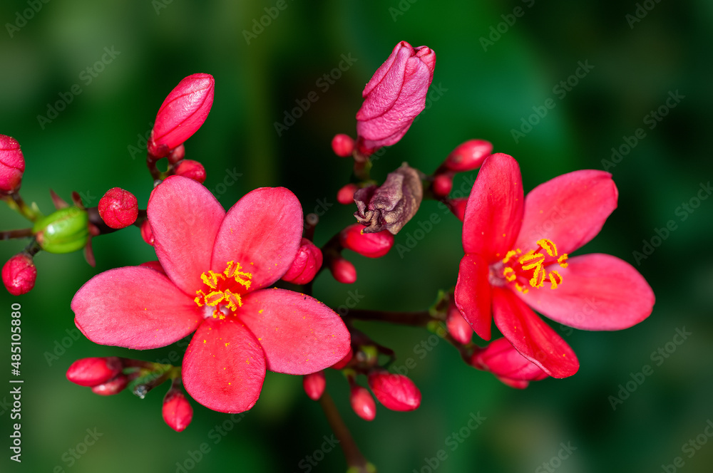 Obraz premium Beautiful pink flowers and buds on a plant
