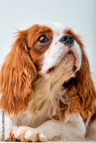 adorable Cavalier King Charles Spaniel posing, 1 year old, isolated on white background, obedient pacified pet dog with red fur wool alone, indoor shot close-up portrait, copy space © Roman