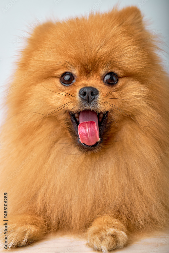 Little Pomeranian spitz Dog on Isolated White Studio Background, portrait. funny pet with brown wool looking at camera, with opened mouth. copy space Little Pomeranian spitz Dog on Isolated White Studio Background, portrait. funny pet with brown wool looking at camera, with opened mouth. copy space