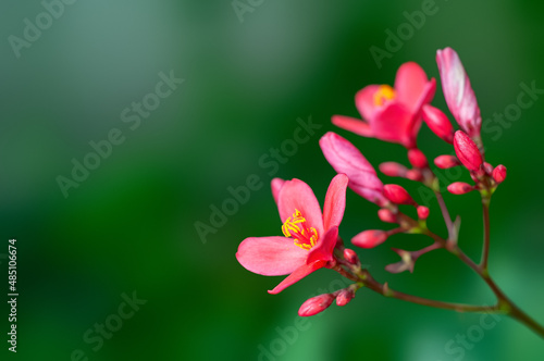 Beautiful pink flowers and buds on a plant © syedfabbas
