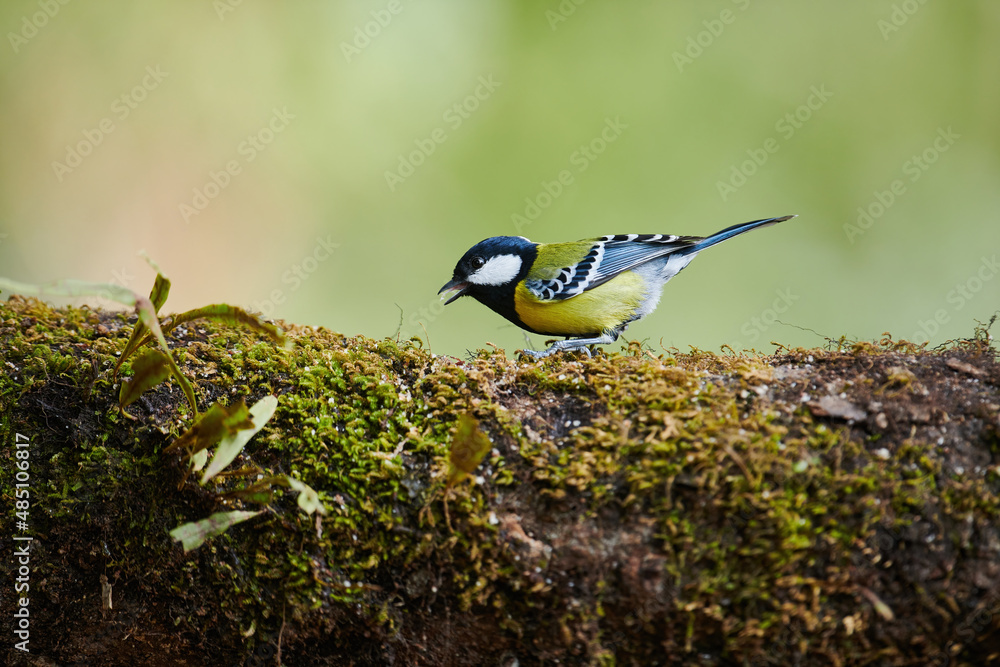 Obraz premium Green -backed Tit, Nainital, Uttarakhand, India