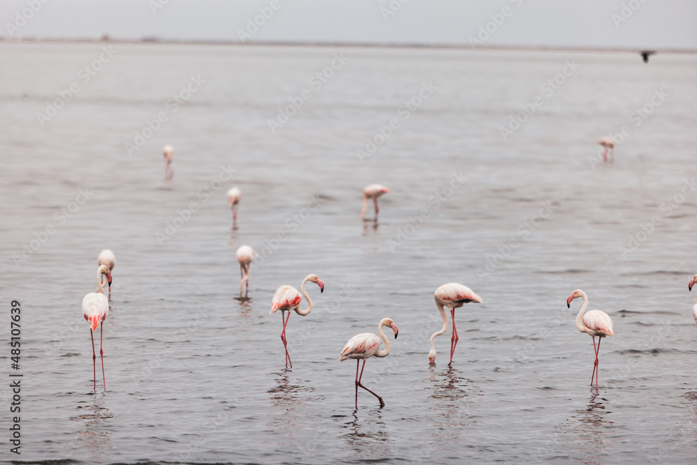 Pink Flamingos in shallow water