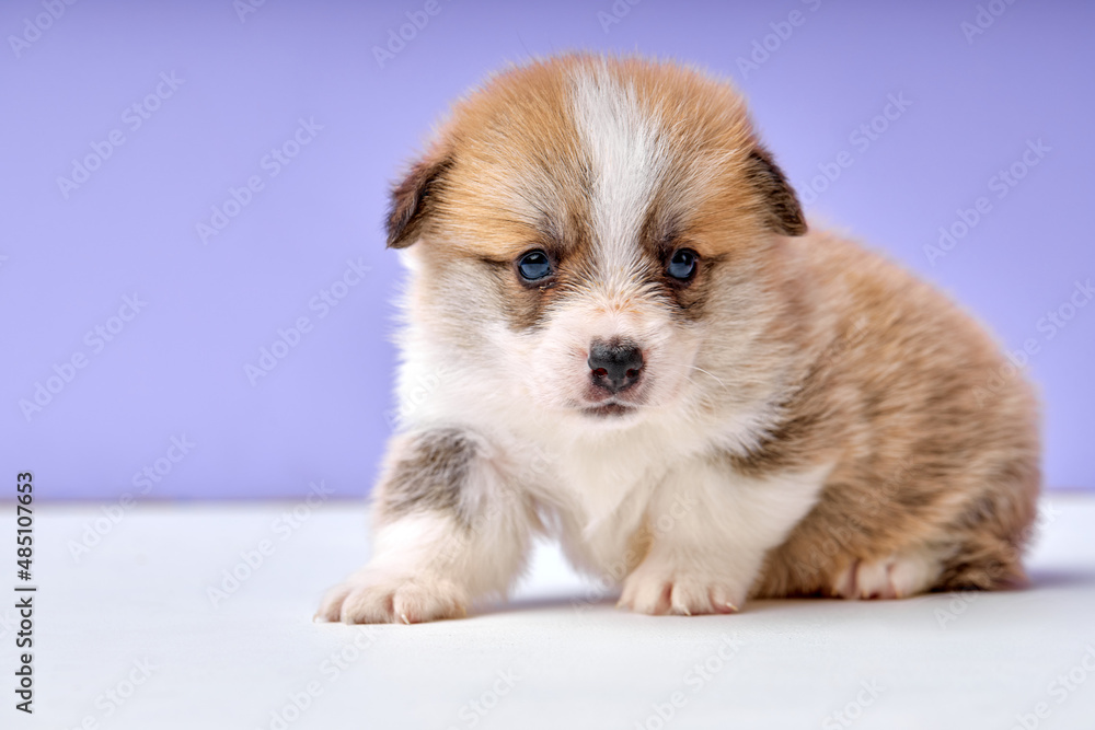 Corgi puppy on purple studio background. red, tricolor, one month old. close-up portrait of cute newborn dog looking at side, shy and frightened scared of something, exploring place