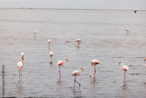 Pink Flamingos in shallow water © Olivia