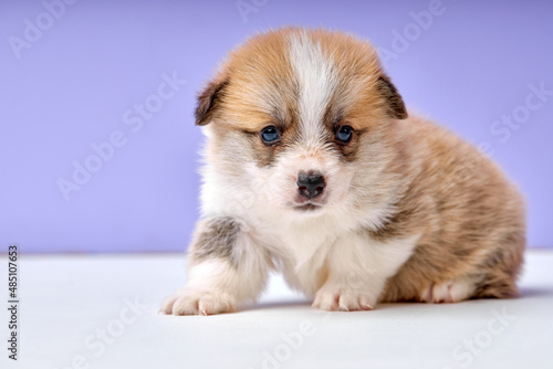 Corgi puppy on purple studio background. red, tricolor, one month old. close-up portrait of cute newborn dog looking at side, shy and frightened scared of something, exploring place © Roman