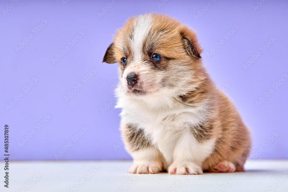 Corgi puppy on purple studio background. red, tricolor, one month old. close-up portrait of cute newborn dog looking at side, shy and frightened scared