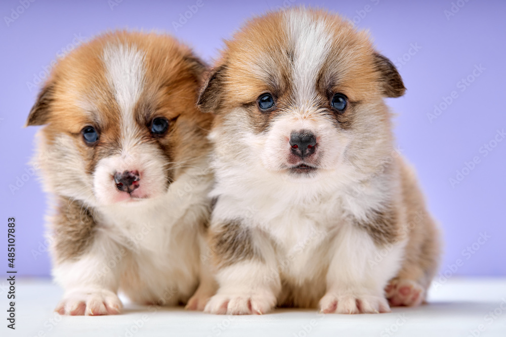 two newborn Welsh corgi Pembroke dogs in studio in front of purple studio background. beautiful obedient shy puppies posing together, exploring studying life