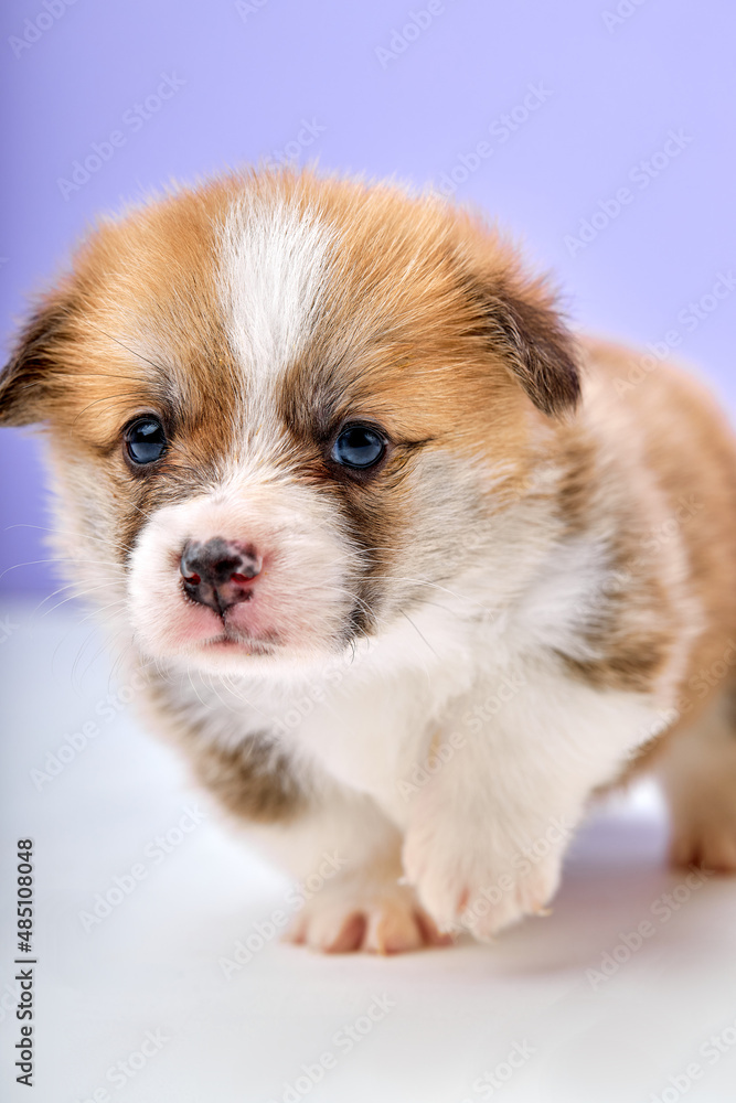 Cute lovely puppy welsh corgi Pembroke on purple studio background copy space, alone, posing, looking with interest, exploring new place. close-up portrait