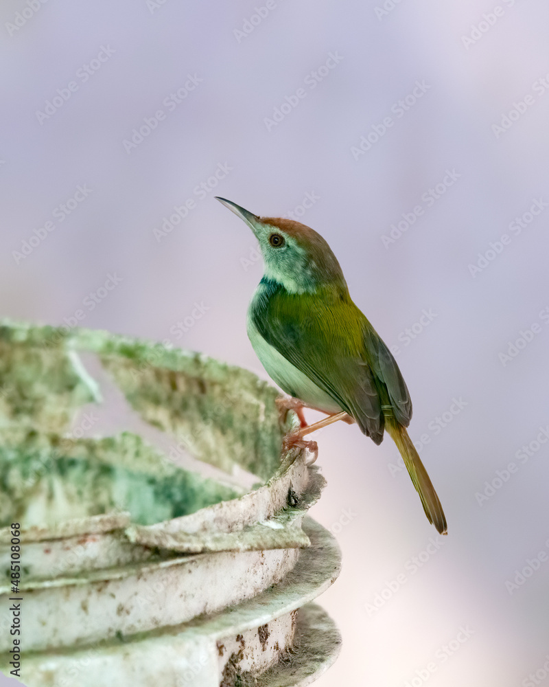 Fototapeta premium Common tailorbird is sitting on a bucket