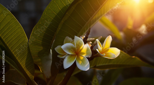 Yellow and white Plumeria frangipani flowers