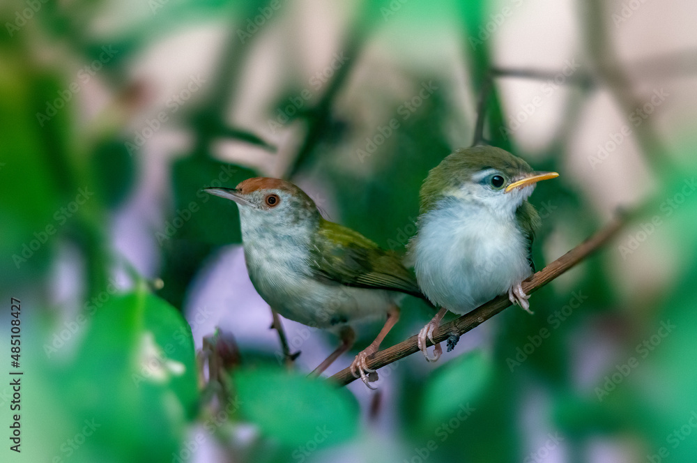Common tailorbird with chick is sitting on a tree Common tailorbird with chick is sitting on a tree