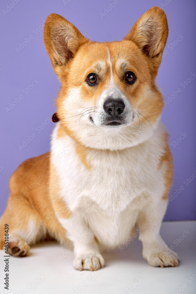 portrait of funny obedient dog breed welsh corgi pembroke smiling with tongue on purple studio background. adorable domestic animal with short body and red color, look at camera