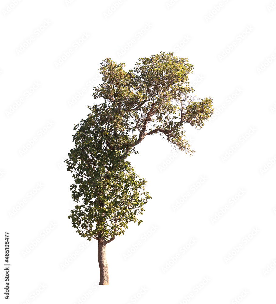 Isolated trees on white background Isolated trees on white background