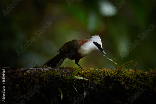 Photography White crested laughingthrush, Sattal, Nainital Uttarakhand, India