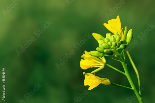 Yellow flowers on a plant