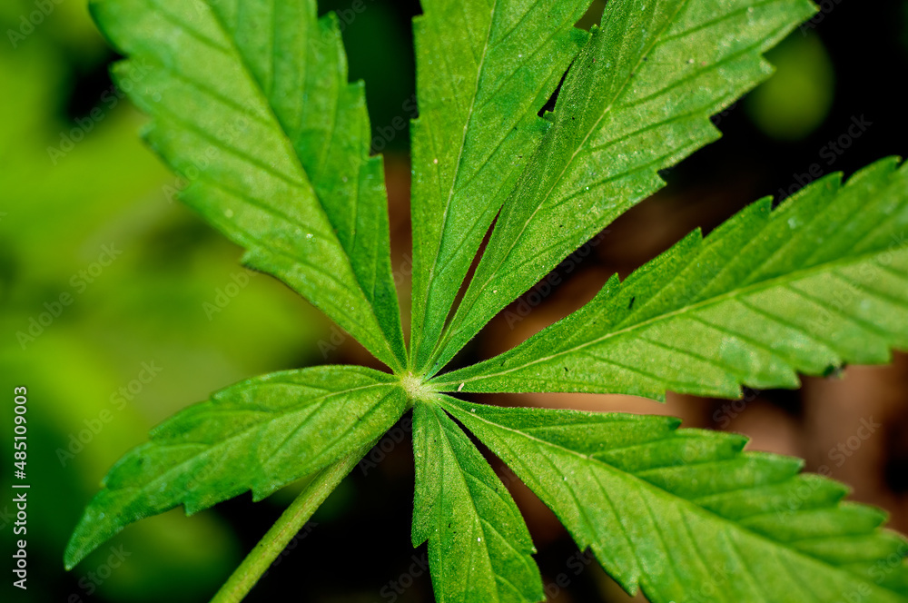 Green leaves showing beautiful pattern Green leaves showing beautiful pattern
