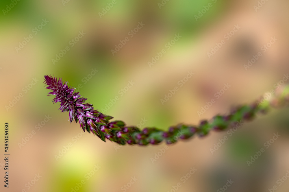 Beautiful wild plant against smooth background Beautiful wild plant against smooth background