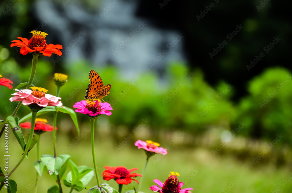 Colorful Indian fritillary butterfly insect sitting on the common zinnia or elegant zinnia, annual flowing plants from daisy family. A beautiful landscape of flower garden against waterfall.