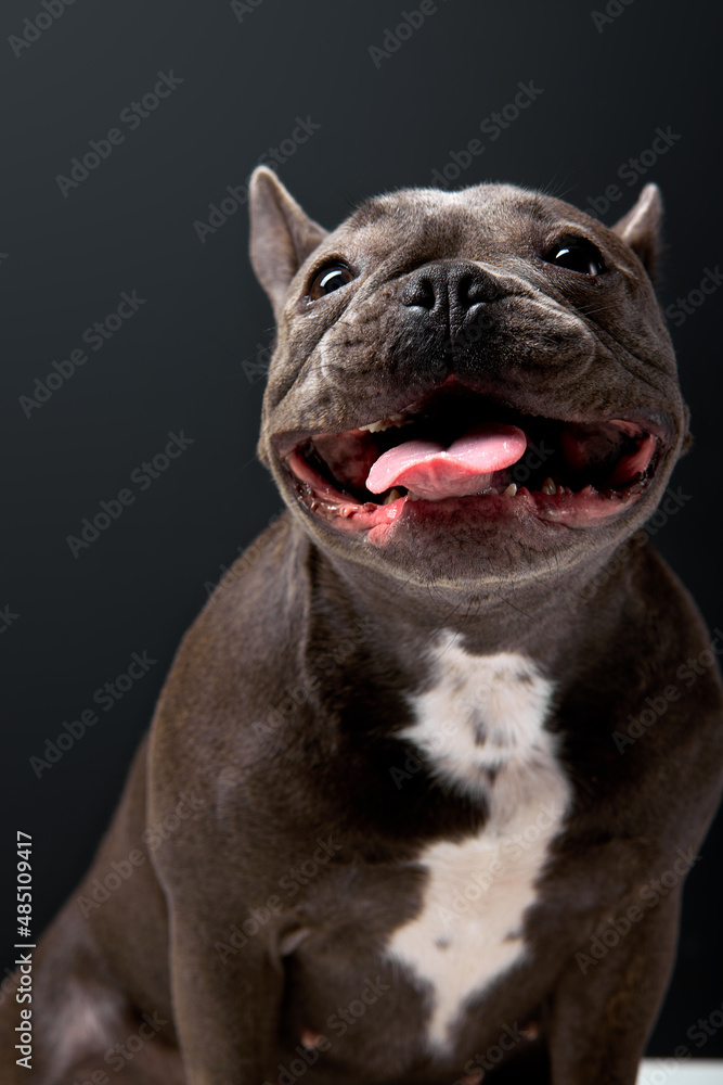 french bulldog on black background, sit in studio on black background. sticking out tongue, looking at side. adorable cute puppy posing at camera, alone, portrait copy space