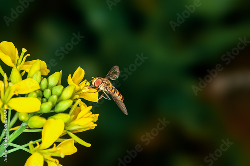 Bee is sucking nectar from mustard flowers