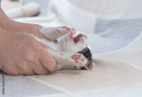 Naughty kitten on couch. Paws of in female hands. Education bad cat as concept parenting.