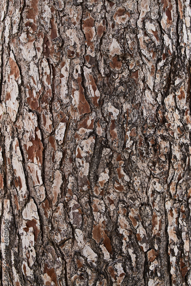 Obraz premium Tree bark texture, natural background
