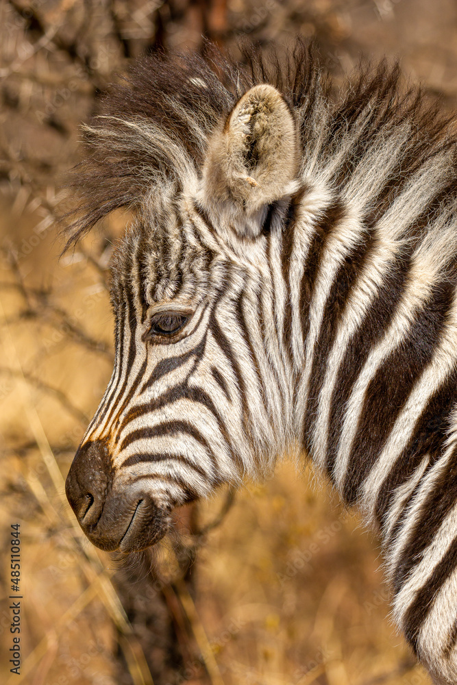 Naklejka premium Zebra Foal, South Africa