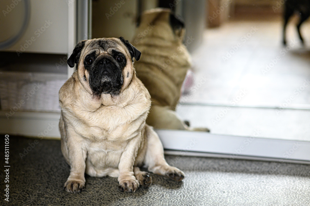 a cute fat cute pug sits on the floor and makes a sad face against the background of reflection in the mirror.