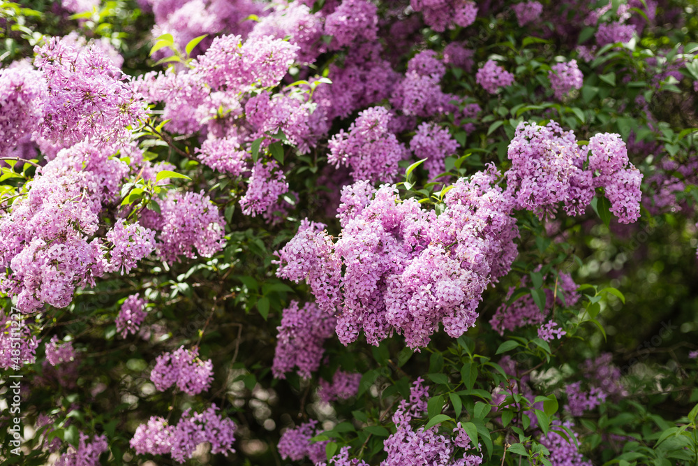 Purple lilac flower with blurred green leaves. Spring blossom. A beautiful bunch of lilac. Trending Color of the Year 2022. Purple lilac flower with blurred green leaves. Spring blossom. A beautiful bunch of lilac. Trending Color of the Year 2022.