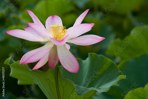 Lotus with bright pink flowers