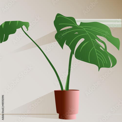 Indoor plant in a pot