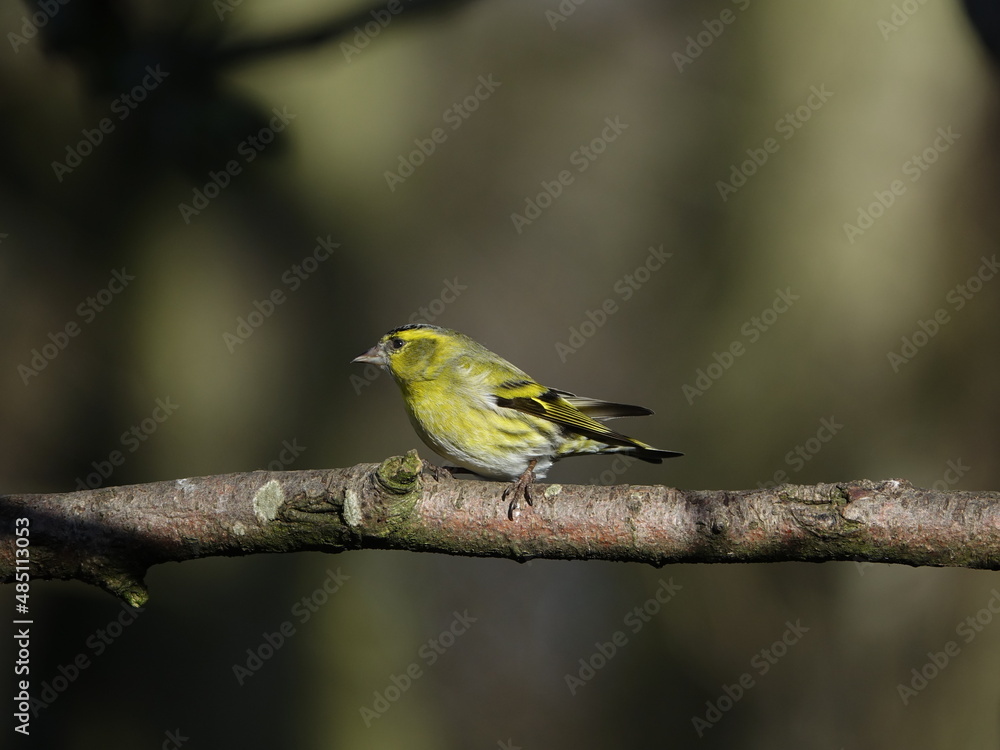 male Eurasian siskin (Carduelis spinus) perched on branch in forest during UK winter male Eurasian siskin (Carduelis spinus) perched on branch in forest during UK winter