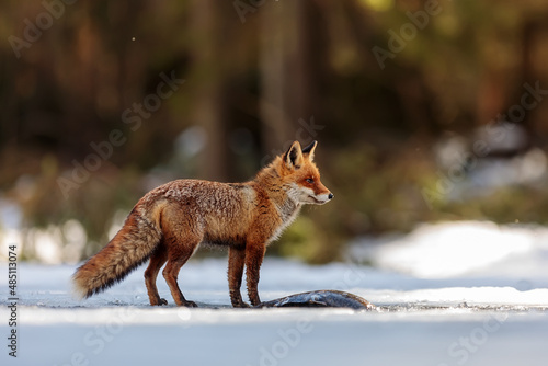 red fox (Vulpes vulpes) standing on the lake by the fish