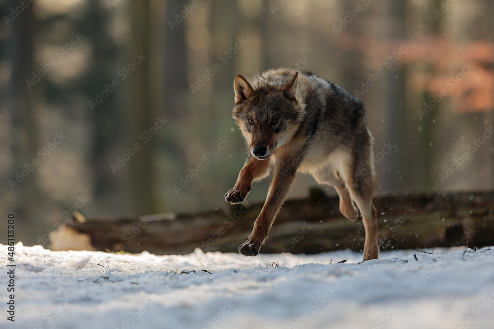 male Eurasian wolf (Canis lupus lupus) running fast through the forest with  snow Stock Photo | Adobe Stock