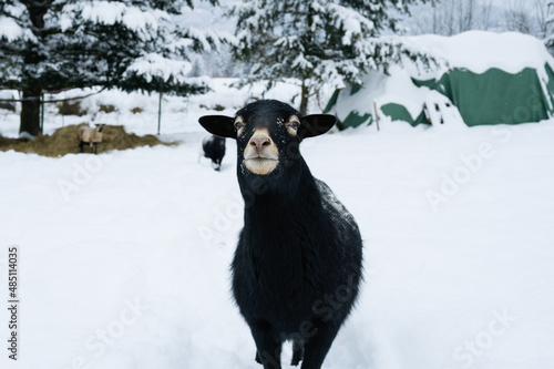 A curious black sheep is standing in front of the man and looking at man on the farm in winter and snow in south of Poland, Rudawy Janowickie, Karkonosze mountain. Trees and hay covered by snow.