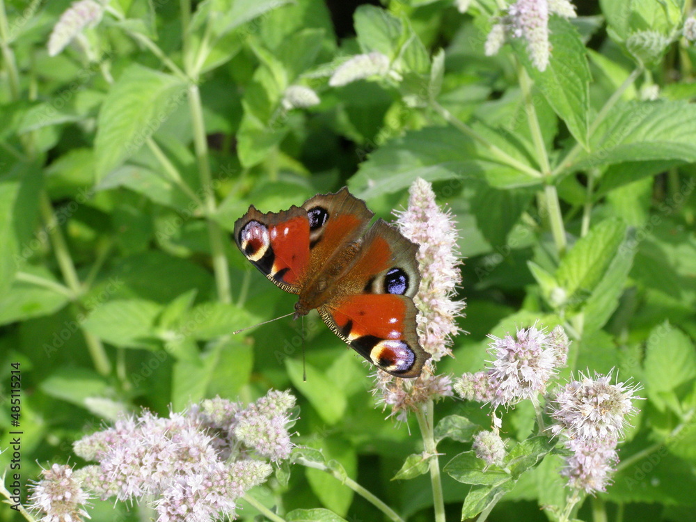 Obraz premium OLYMPUS DIGITAL CAMERA