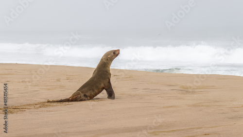 Brown fur seal (Arctocephalus pusillus) on the beach, Walvis Bay, Namibia. photo