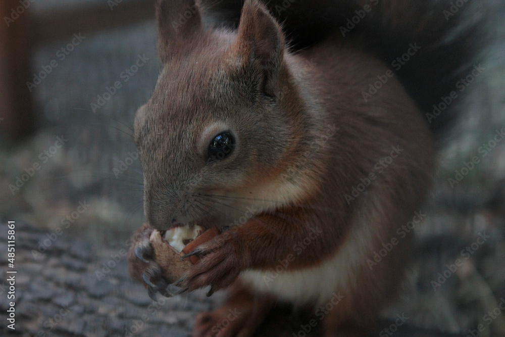 Obraz premium squirrel eating nut