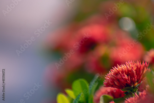 Ixora is a genus of flowering plants in the family Rubiaceae. It is the only genus in the tribe Ixoreae. It consists of tropical evergreen trees and shrubs and holds around 562 species. photo