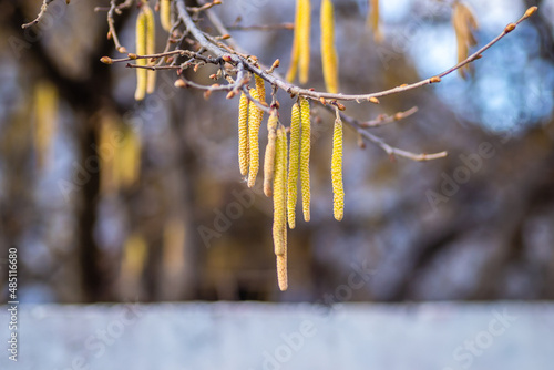 The buds on the branches of hazelnut.