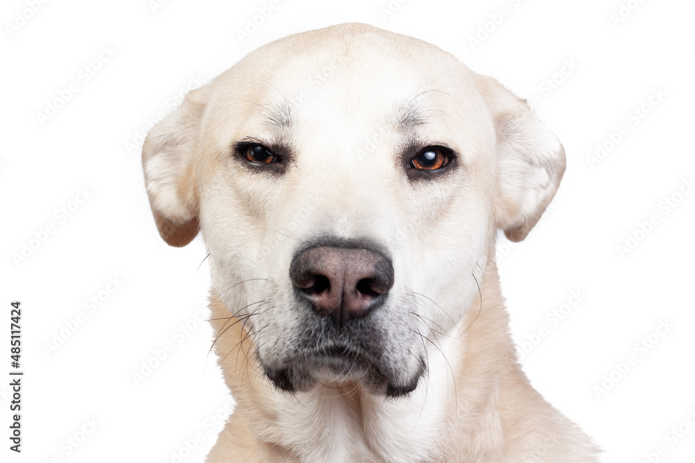 Perro labrador mira desconfiado sobre fondo blanco Perro labrador mira desconfiado sobre fondo blanco