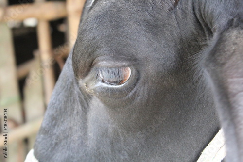 Close up face of a black cow