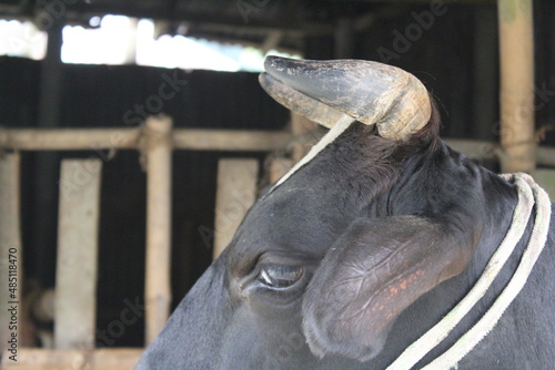 Closeup face view of a black cow