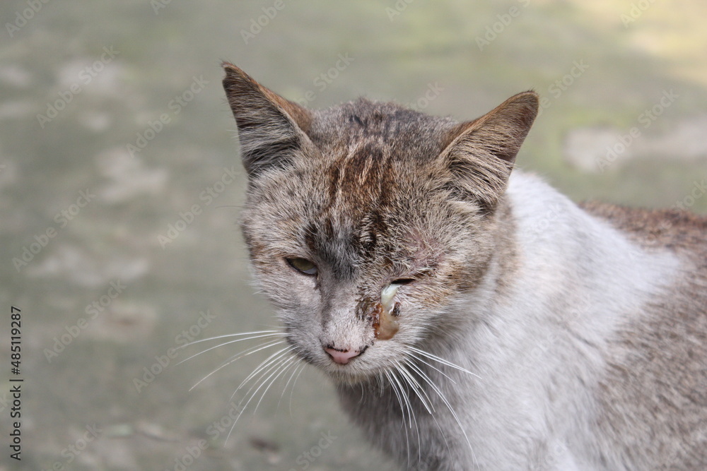 Poor damaged stray cat sitting in the park
