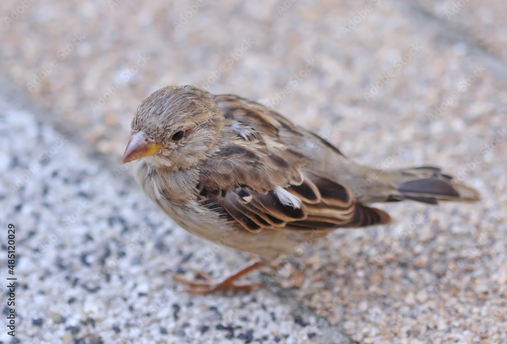 Sparrow Sparrow