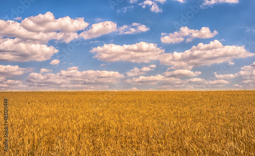 Yellow wheat field and blue sky with beautiful clouds. Background