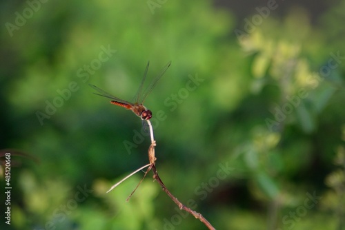 Dragonfly © adehan
